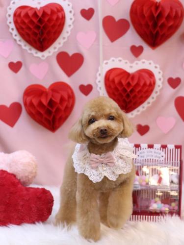 20240204ララちゃん